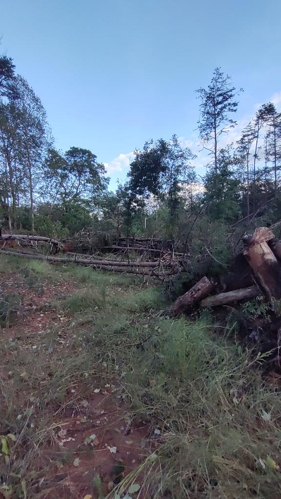 AircondGypsy's tweet photo. Western North Carolina. Severe area wide damage. https://t.co/bvczntToMd