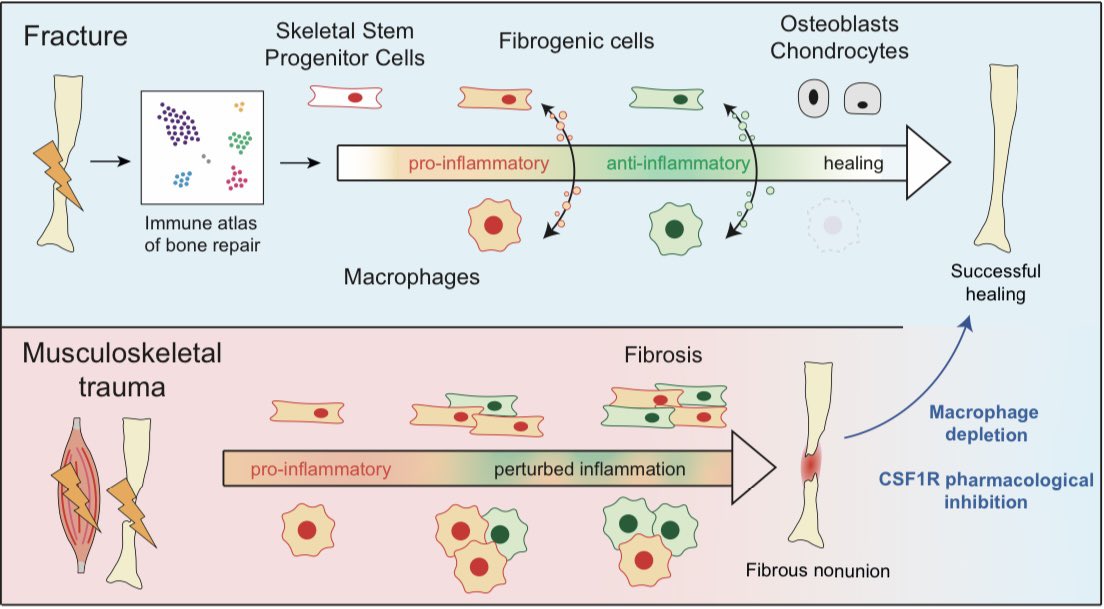ColnotLab (@colnotlab) on Twitter photo Our new study is out today in BoneResearch <a href="/SpringerNature/">Springer Nature</a> entitled "Multimodal analyses of immune cells during bone repair identify macrophages as a therapeutic target in musculoskeletal trauma".
👉 rdcu.be/dVqVp Our new study is out today in BoneResearch <a href="/SpringerNature/">Springer Nature</a> entitled "Multimodal analyses of immune cells during bone repair identify macrophages as a therapeutic target in musculoskeletal trauma".
👉 rdcu.be/dVqVp
