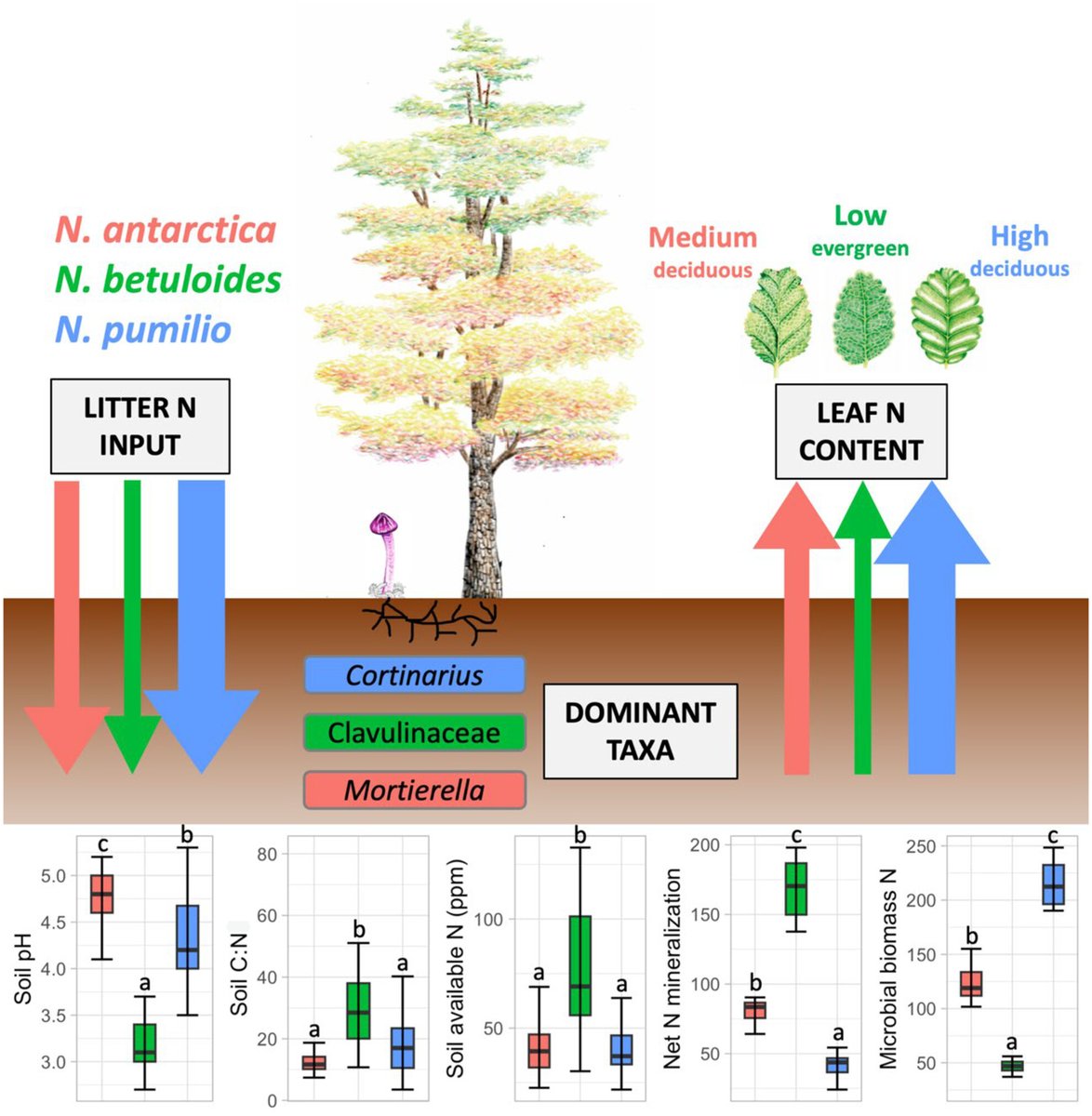 Camille Truong (@camilletruong3) on Twitter photo Our latest work is out in <a href="/Ecol_Evol/">Ecology and Evolution</a> !
Our findings illustrate the diversity of nitrogen acquisition strategies of ECM fungi in Nothofagus forests that do not always reflect northern hemisphere paradigms
doi.org/10.1002/ece3.7…
<a href="/TruffleSmithLAB/">Truffle Smith Lab</a> <a href="/CadicUshuaia/">Cadic en Red</a> <a href="/RBGVScience/">RBGV Science</a> Our latest work is out in <a href="/Ecol_Evol/">Ecology and Evolution</a> !
Our findings illustrate the diversity of nitrogen acquisition strategies of ECM fungi in Nothofagus forests that do not always reflect northern hemisphere paradigms
doi.org/10.1002/ece3.7…
<a href="/TruffleSmithLAB/">Truffle Smith Lab</a> <a href="/CadicUshuaia/">Cadic en Red</a> <a href="/RBGVScience/">RBGV Science</a>