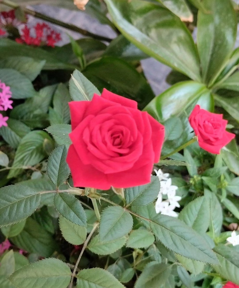 Öyle bir hafta geçirin ki, olmaz dediğiniz olsun, sabrettiğinize değsin ve yüzünüz hiç gülmediği kadar gülsün...

Günaydın...Sağlıkla...