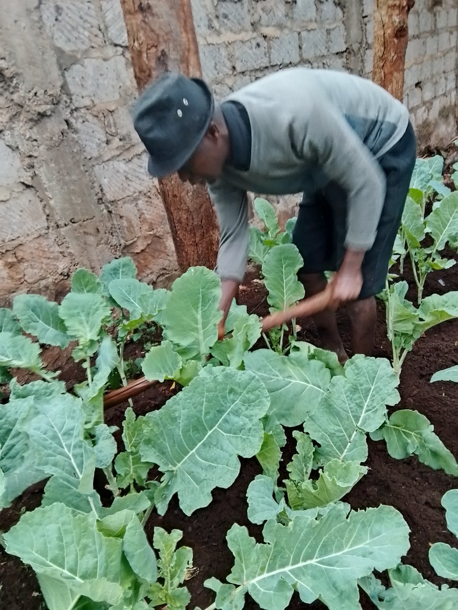 FHIorg256's tweet photo. 🌿 A huge shoutout to one Member at Freedom House Initiative for their incredible dedication to our garden! 🌸 Your hard work and care have made it a beautiful, thriving space for everyone to enjoy. 🌱💚 #HIAS #ORAM #ALIGHT https://t.co/Ja29t6XI4V