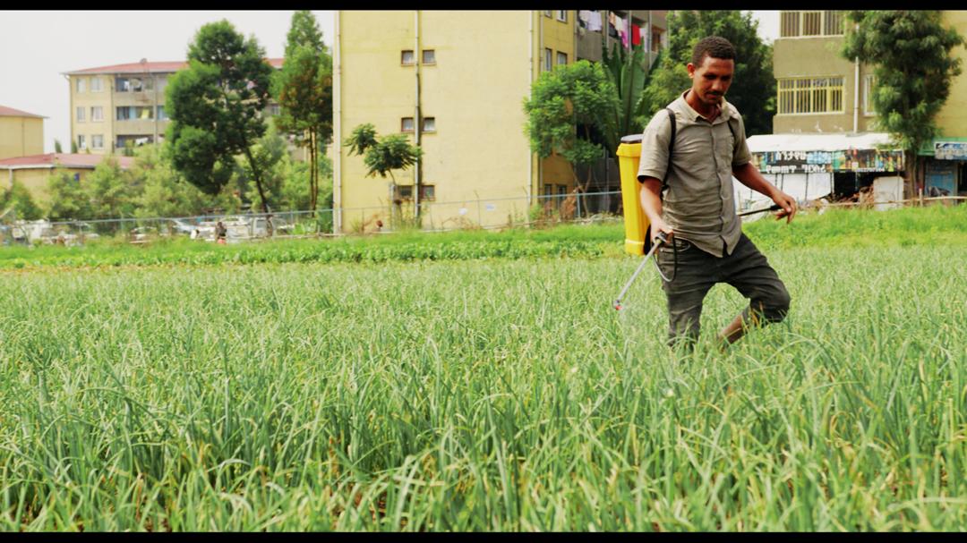 When we intensified urban farming in Ethiopia as part of a sustainable urban livelihood strategy, we did so with a clear understanding of its transformative potential. 

Urban farming not only boosts the agricultural sector but also drives the urban economy and creates jobs. It