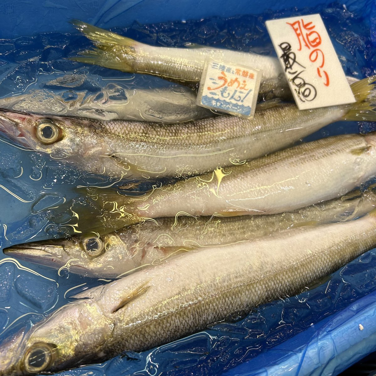 uotoyo's tweet photo. 本日の #うめぇもん は 
気仙沼　かつお
福島　のどぐろ
千葉　かます
です❗️
よろしくお願いします😊

#三陸産と常磐産うめぇもんキャンペーン 
 #uotoyo https://t.co/DlcvFnhm9M