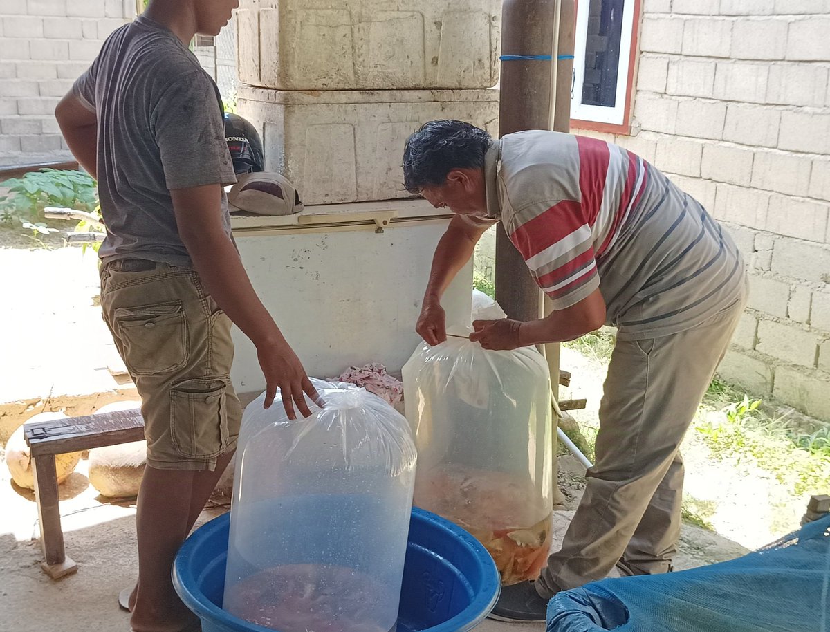 RRayusyam's tweet photo. Jumat(13/09)Romy Rayusyam luhkan kab Bone Bolango,berada dipokdakan Nirwana adyuta koi desa Lonuo,panen ikan Koi sebanyak 120 ekor dengan harga jual 18.000/ekor
#GiatLuhkanSatminkalBitung
#Luhlapor #Panen
#Bp3Bitung https://t.co/WjO3iSm1S1