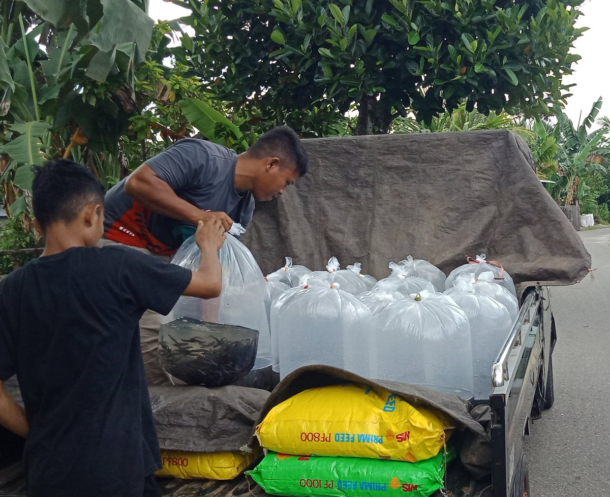 RRayusyam's tweet photo. Selasa(24/09)Romy Rayusyam luhkan Kab Bone bolango dipokdakan Nirwana Adyuta koi desa lonuo,panen benih ikan Nila sebanyak 10.000 ekor dengan harga jual 300/ekor
#GiatLuhkanSatminkalBitung
#Luhlapor #Panen
#Bp3Bitung https://t.co/dz5e3dAw6G