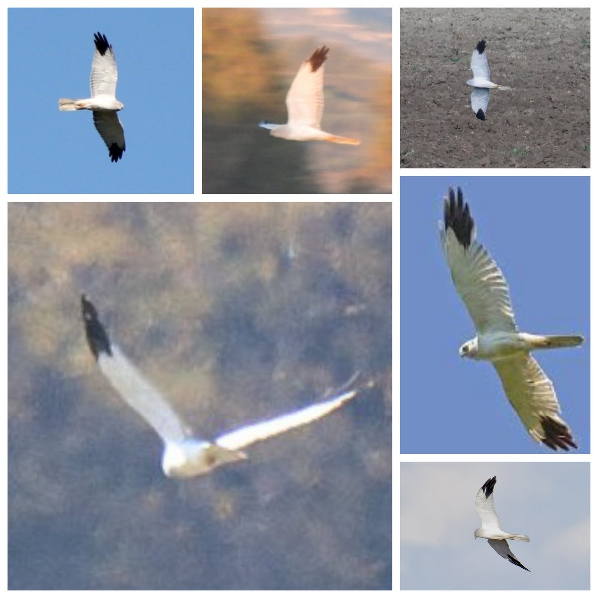 HelsinkiBirder's tweet photo. Hel Hath No Birdies Blog Post: Super Hot September. Finding my first hybrid Pallid x Hen Harrier was an interesting learning experience. #birding #finland #raptors #hybrid  https://t.co/NXLrh1nyBn https://t.co/vUhVwGk3tr