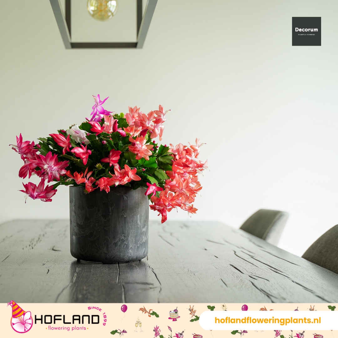 🏡🌟 Maak je woonkamer extra gezellig met deze kleurrijke Lidcactus! 🌟🏡

#HoflandFloweringPlants #Schlumbergera #kleurrijk #plant #lidcactus #woonkamer #najaar