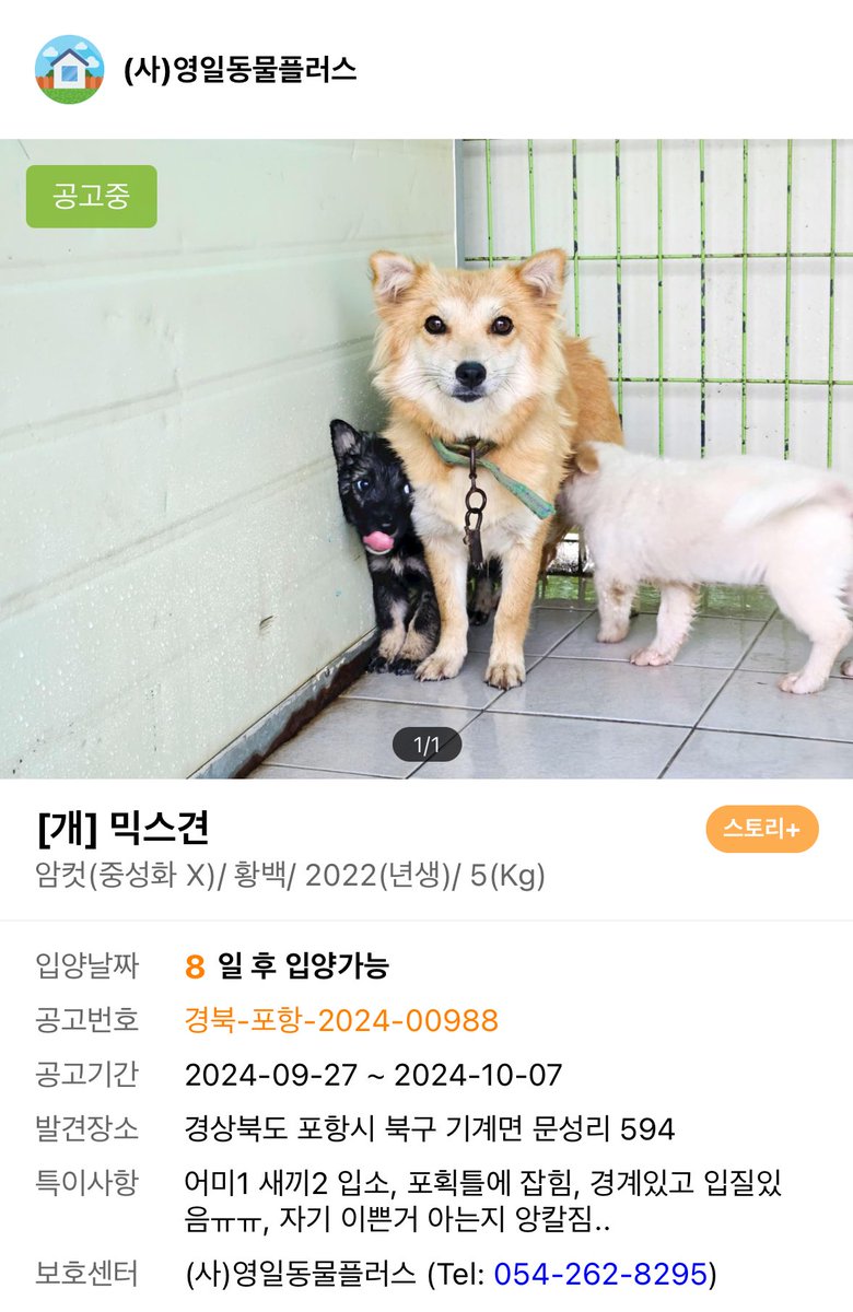 odiddiy's tweet photo. “자기 이쁜 거 아는지 앙칼짐“

5키로가 엄마라구 애기 숨겨주잖아 지금 하.. https://t.co/bzmZ2SE9oh
