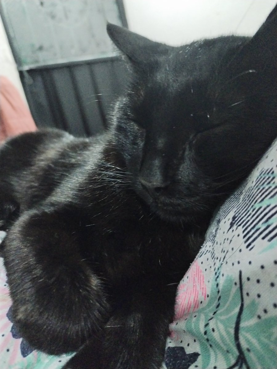 leamosuncuento's tweet photo. 🐈⬛- Acá, durmiendo encima de la Karen. #Jofre https://t.co/rPyYiBoyL2