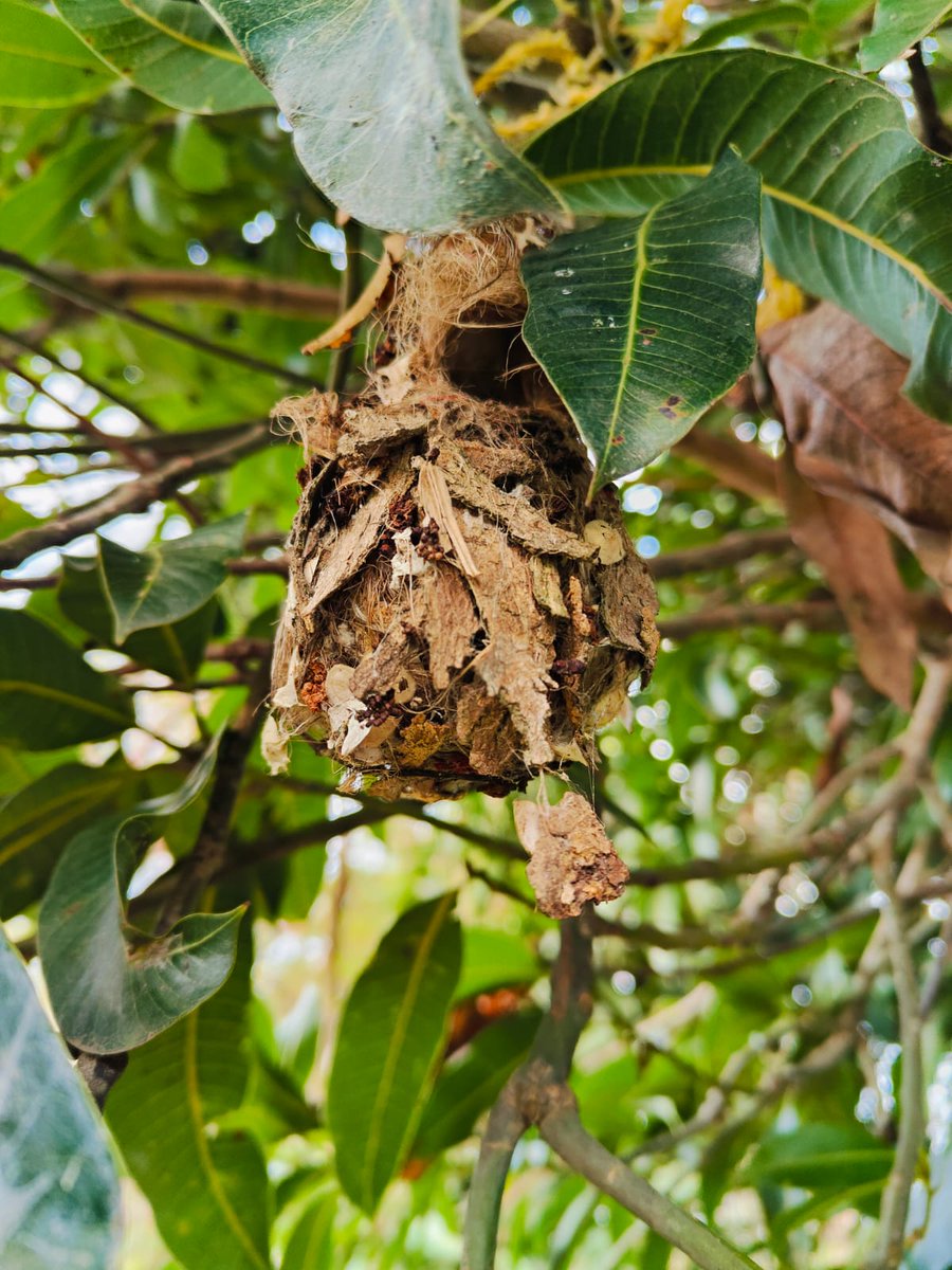 ShindeD57's tweet photo. I found this little nest fallen on the ground with two intact eggs. This was probably built by a Red vented Bulbul.  I have re-tied it to a branch on the same tree from which it had fallen.
I am hoping that the mother bird comes back to incubate her eggs. 
Mhaisal 30-9-24 https://t.co/vRwbly2IDt