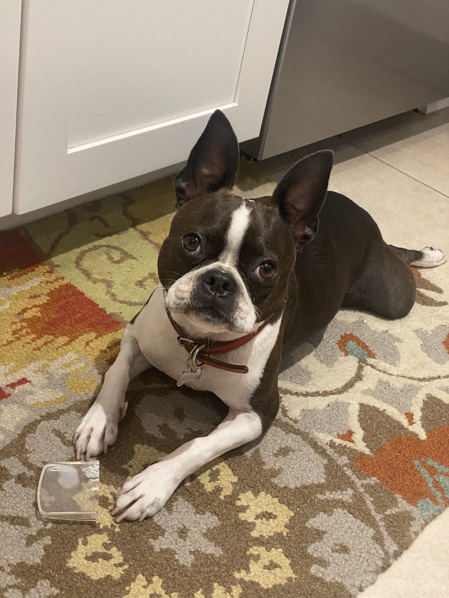 BostonMaisy's tweet image. Is it really Monday again?! #MondayMood  #notAtoy #dogs😜