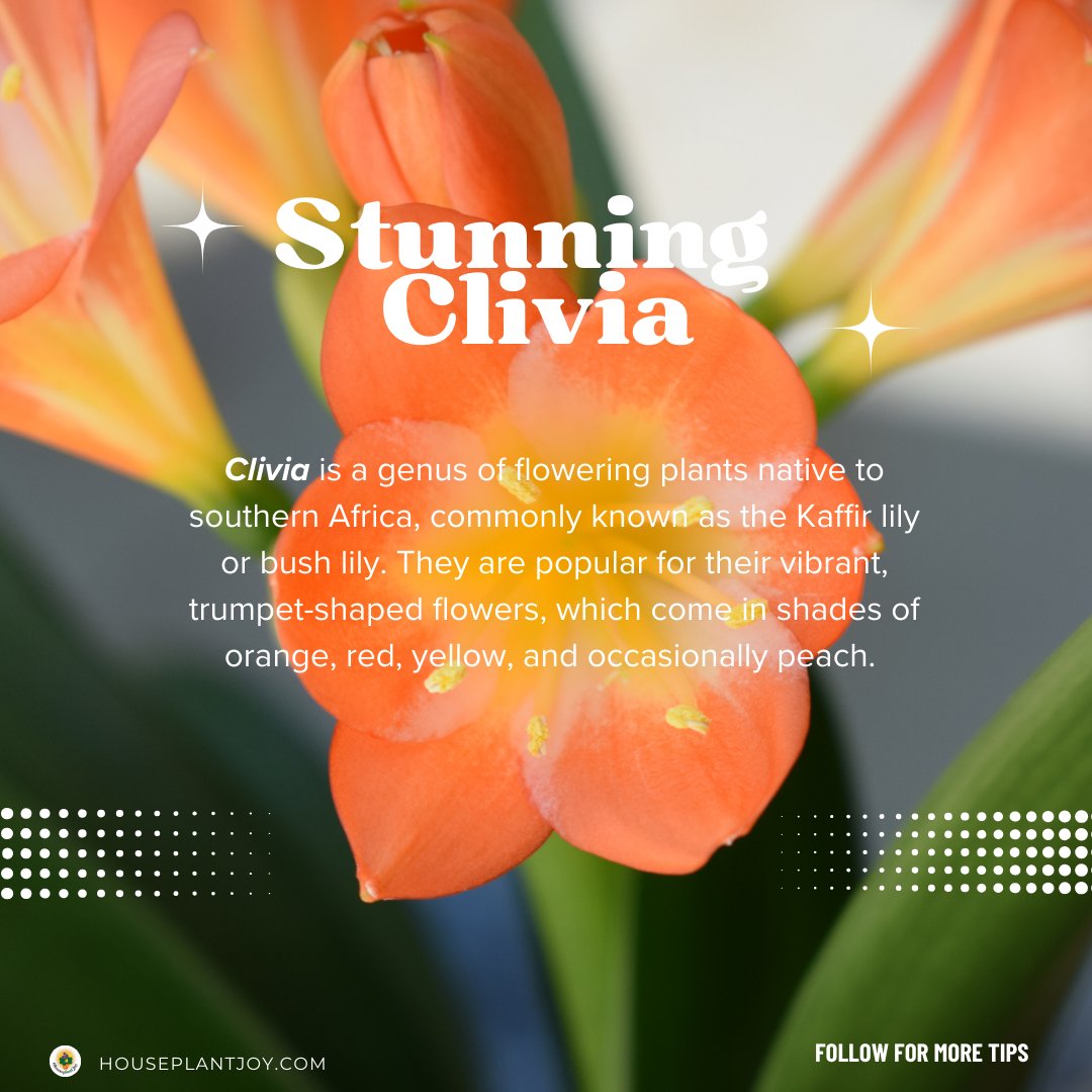 HouseplantJoy's tweet image. ✨ Embrace the beauty of Clivia and let it brighten your home!

For more details, do visit our website
Website Link: houseplantjoy.com/?s=clivia&amp;amp;utm_…

#clivia #houseplants #indoorplants #homedecor #Houseplantjoy