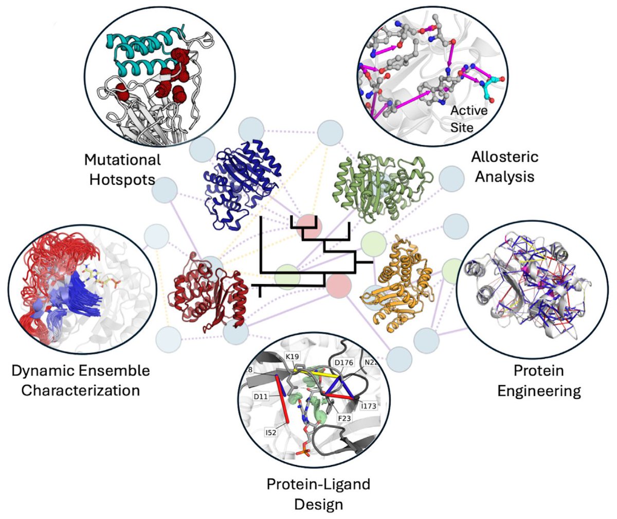 Using residue interaction networks to understand protein function and evolution and to engineer new proteins

- This paper explores the application of residue interaction networks (RINs), which model proteins as graphs, with residues as nodes and interactions as edges. RINs