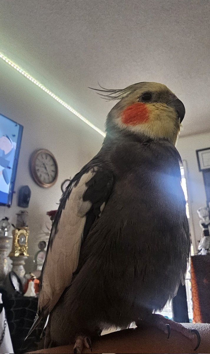 RooRootiel's tweet image. Henlo frends! Me sorry me not be around much this year. Me family had lots of sad and sickness happen. So I wish all frends be happy and healthy 💜