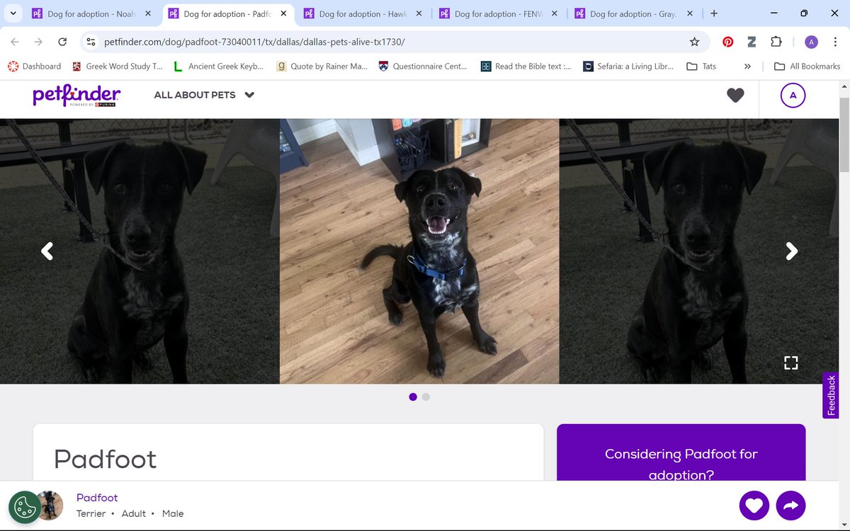 ashlynwim's tweet photo. at any given moment, I am exactly one second away from adopting a dog, and let me tell you, it really is a problem https://t.co/buzdWoE54Y