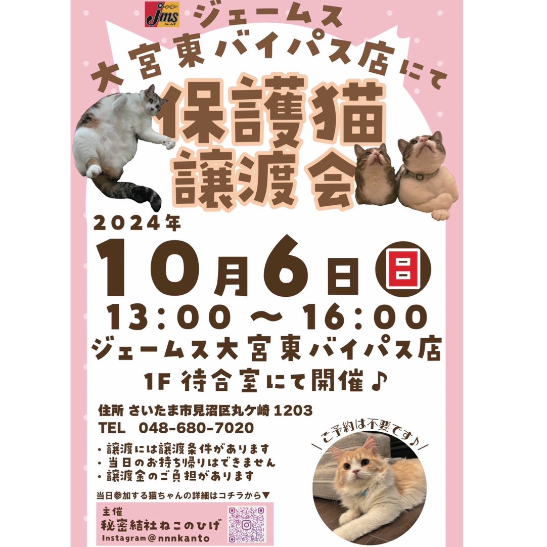 🚗ジェームス保護猫譲渡会応援キャンペーン🐈

この度、譲渡会の場所を提供してくださっているジェームス様が譲渡会に合わせての素敵なキャンペーン👏✨

ジェームス様の公式X(旧Twitter)をフォロー&amp;リポストすると抽選で12名様に#ミャウエバー#本物みたいな猫クッション　が当たります🐱
ご参加下さい