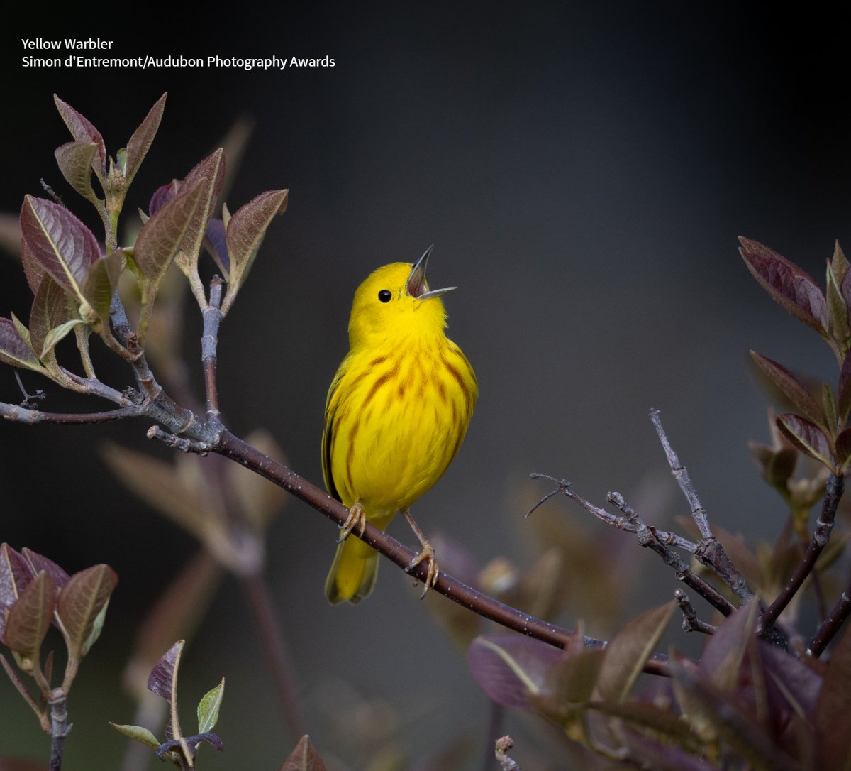 Even from home, a simple change to your routine can make a global impact. This #NationalCoffeeDay, choose Audubon Bird Friendly® certified coffee and save critical bird habitat, one cup at a time: nas.birdsandbeans.ca