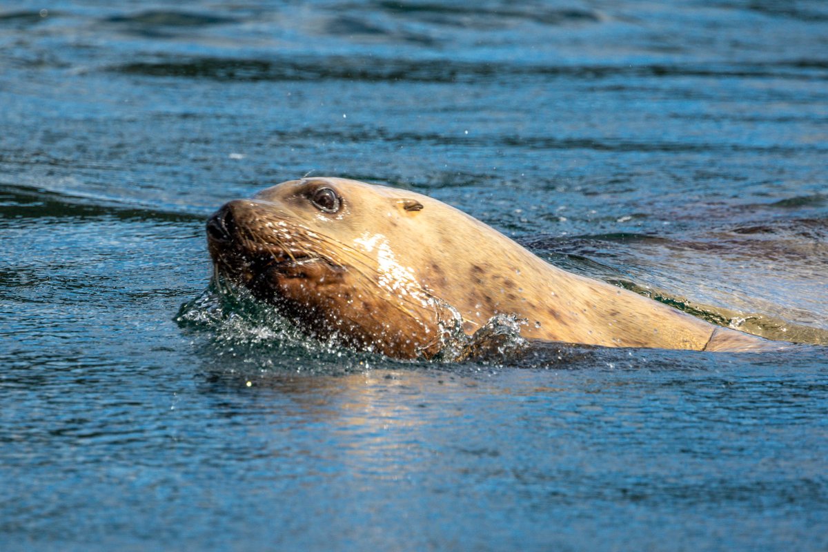 An amazing wildlife experience today, with multiple sightings of humpback whales, grizzly bears, bald eagles, sea lions and more besides, thanks to <a href="/HomalcoTours/">Homalco Wildlife & Cultural Tours</a> 🇨🇦