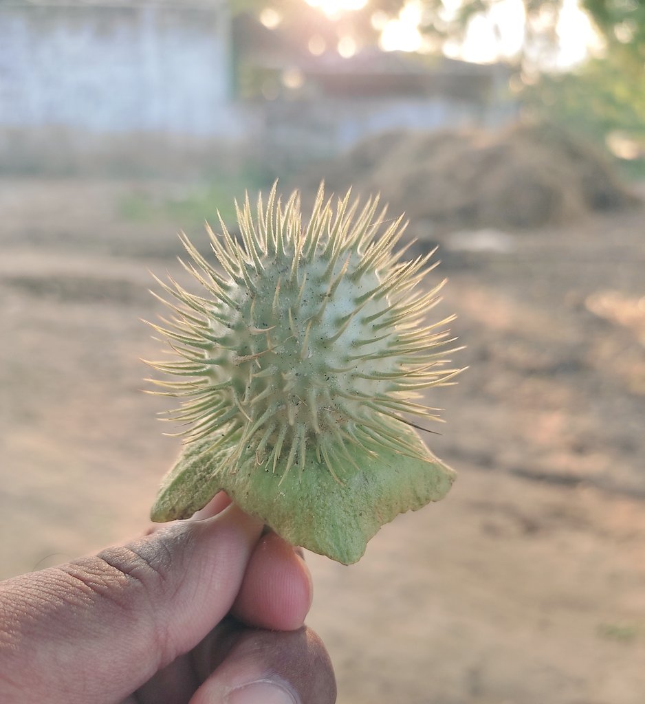 Farmer203_off's tweet image. Village #comb...🪮🕵️