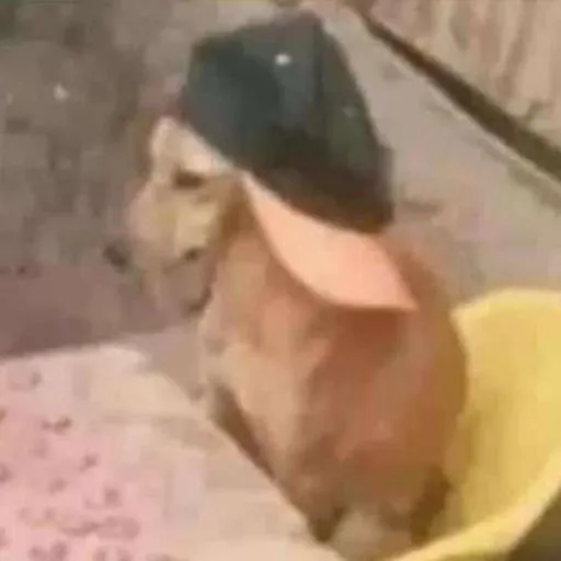 RataBromley tweet media