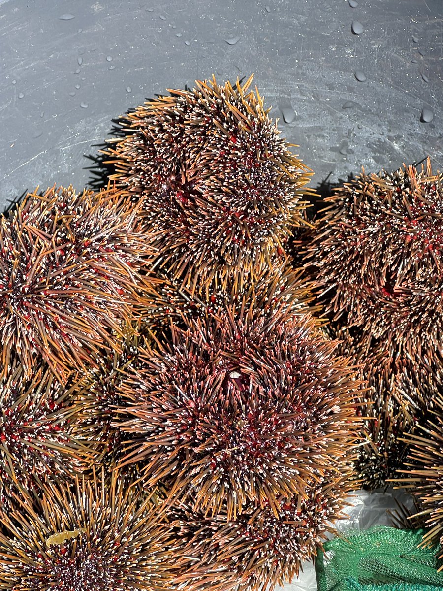 nzvision's tweet image. #텀브레이크 #성게
텀 브레이크 첫날!
문어 잡으러 갔다가 구경도 못하고 성게만 잡은 날!!!
그래도 우리 친구들은 행복해하네. ^^
저녁은 우니 초밥🍣😋