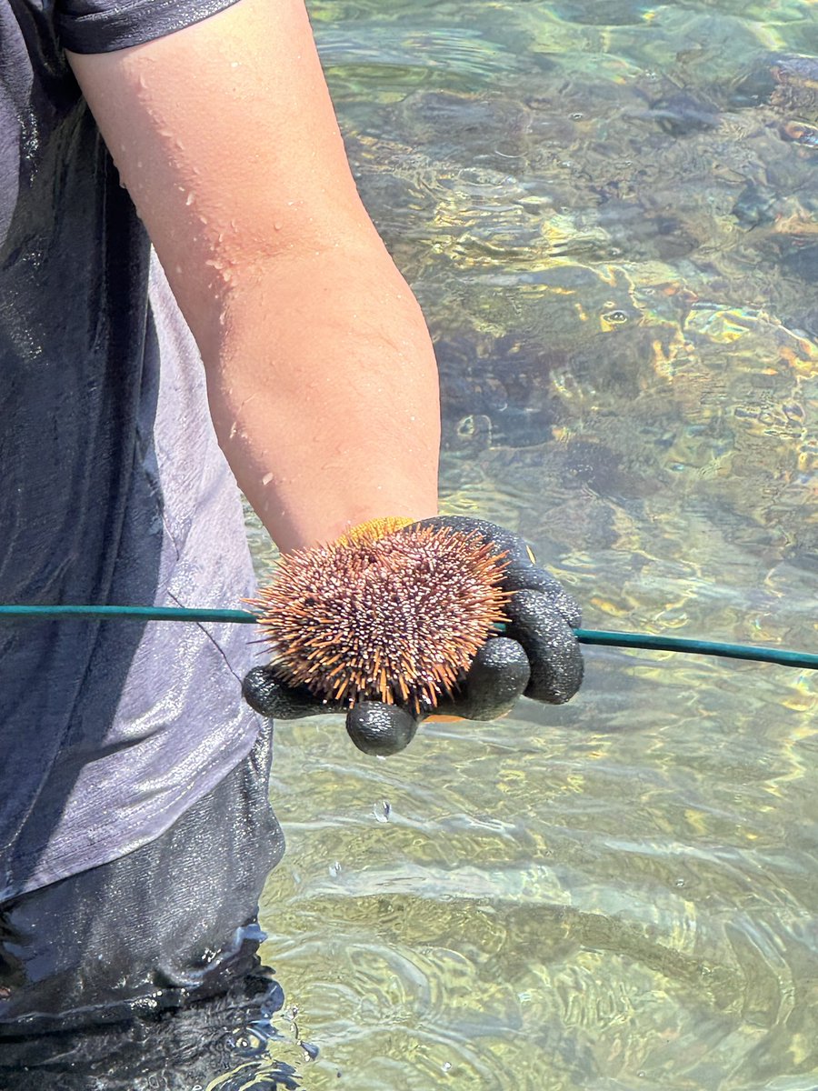 nzvision's tweet image. #텀브레이크 #성게
텀 브레이크 첫날!
문어 잡으러 갔다가 구경도 못하고 성게만 잡은 날!!!
그래도 우리 친구들은 행복해하네. ^^
저녁은 우니 초밥🍣😋