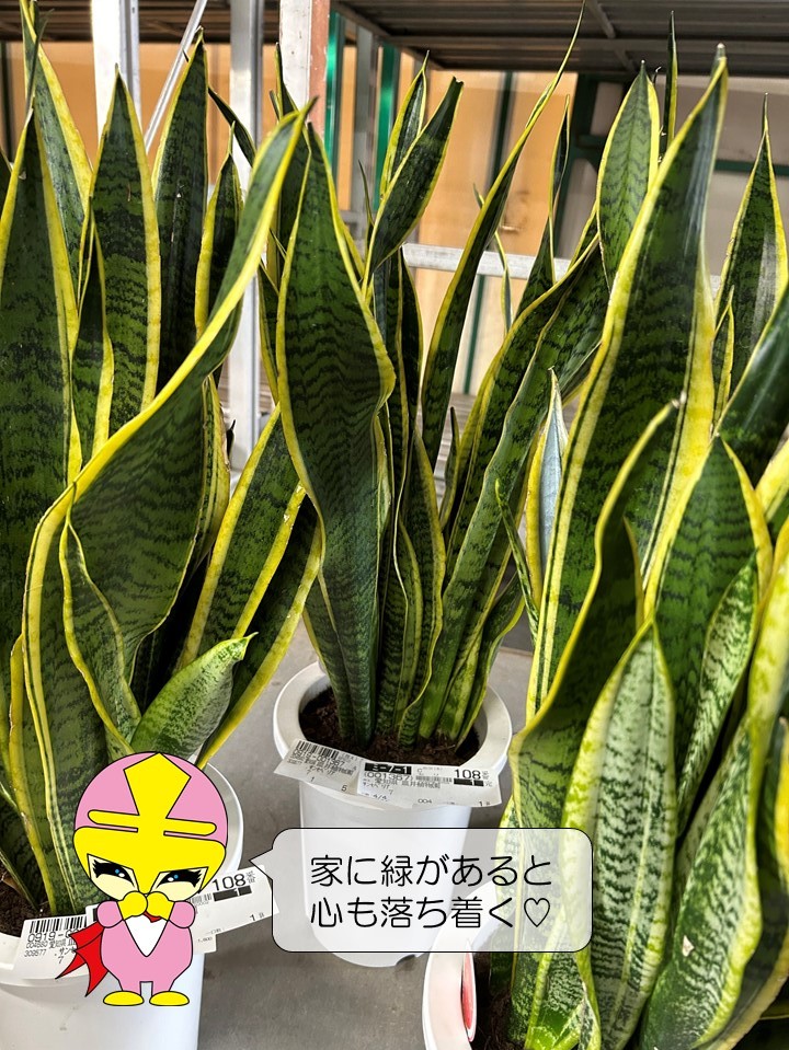 沖縄小浜島産サンスベリア最長120センチ前後 沖縄小浜島産サンスベリア最長120センチ前後