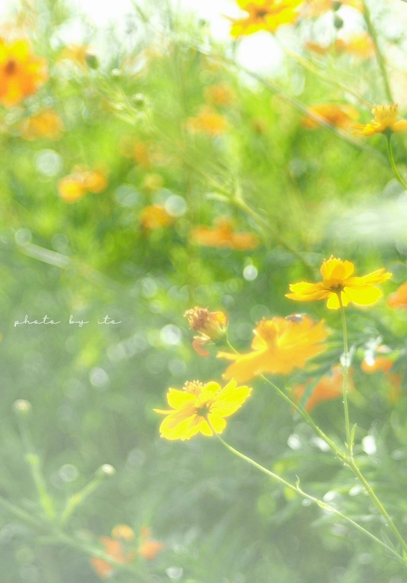 ✧*｡
              キラキラ輝く    ｡. ✧*˚
                                                              ✧*｡