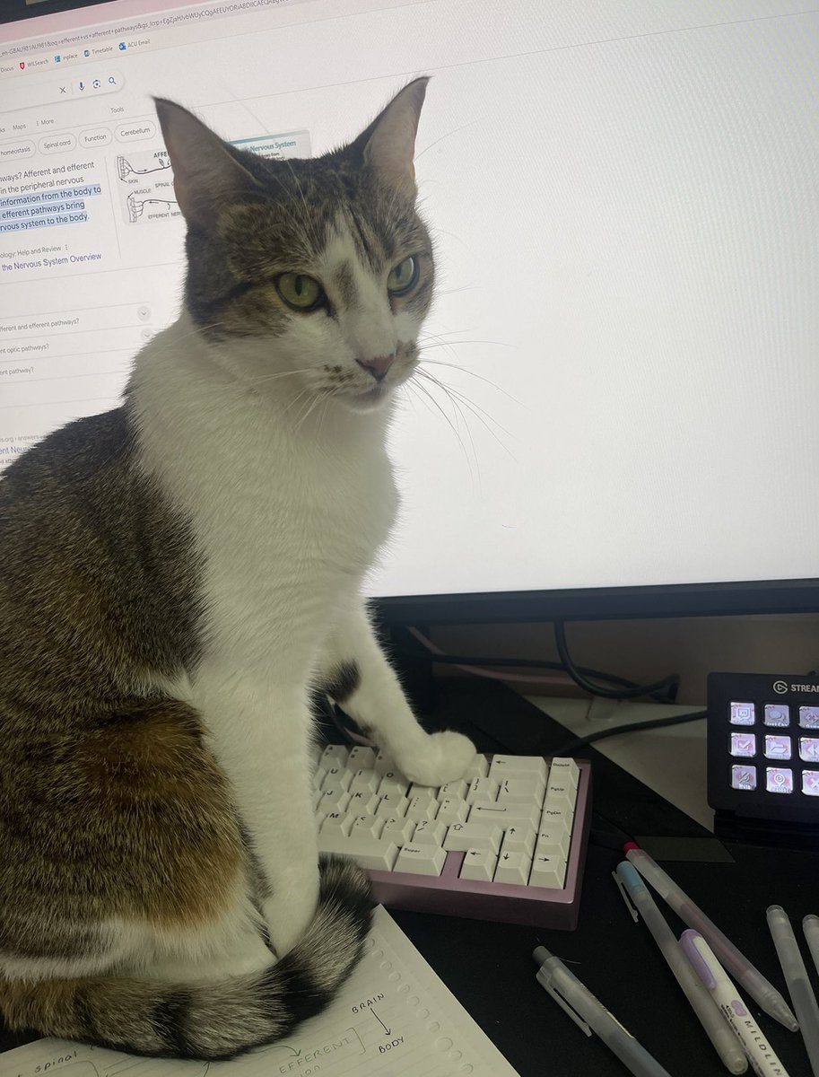 franny tweet media