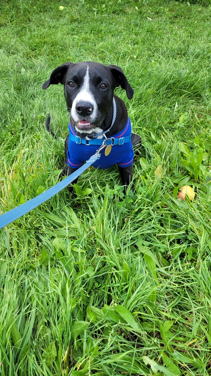 BuffaloBrenda's tweet photo. @BruceExclusive Puppy! https://t.co/FhtrzyeM7D