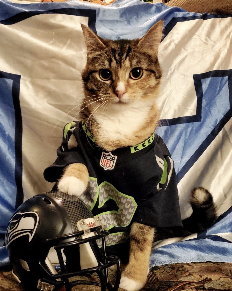 12s's tweet photo. These cats are ready to face the Lions. 👏

Are you? https://t.co/JrtE0u5dY5