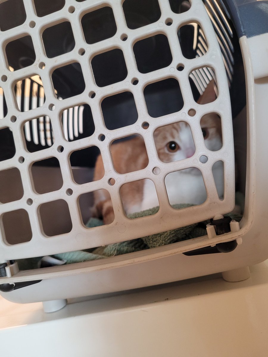 Isolde is at the vet with me again, very upset