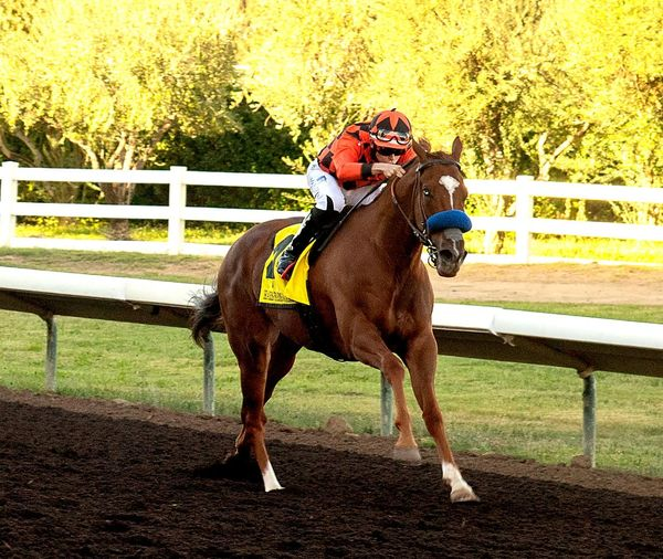 CARacingFairs's tweet photo. Clovisconnection wins the 2024 Harris Farms Stakes with a purse of $75,000 Guaranteed, the six-furlong race went in 1:08.90, ridden by William Antongeorgi III, trained by Blaine D. Wright and owned by William &amp;/or Judy Hedrick.
Photo Credit: Vassar Photography https://t.co/HPjN7xnUua