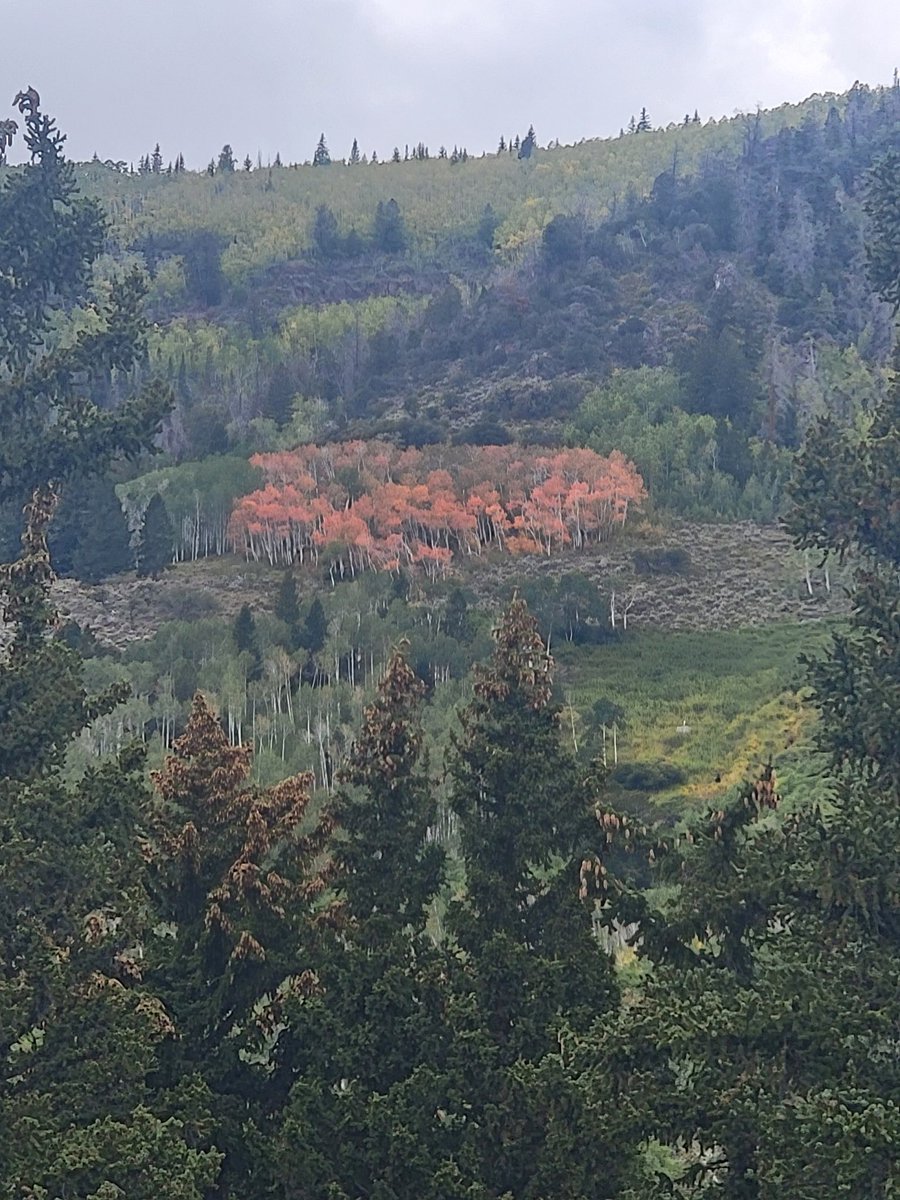 ❤️ fall colors. Fish Lake, Utah.
#Royals #ChiefsKingdom