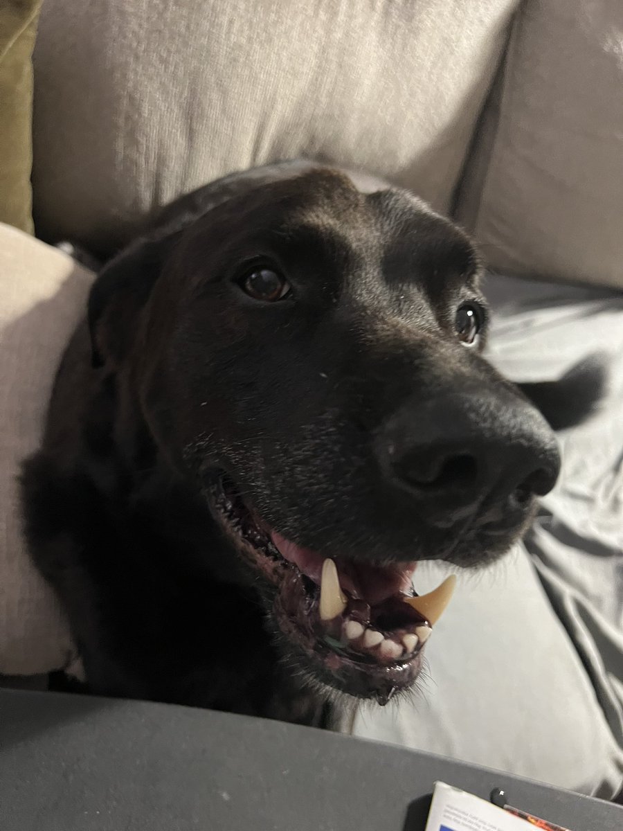 AnthonyMMata's tweet photo. finally home!! lol i think max missed me https://t.co/ibdoi67xYZ