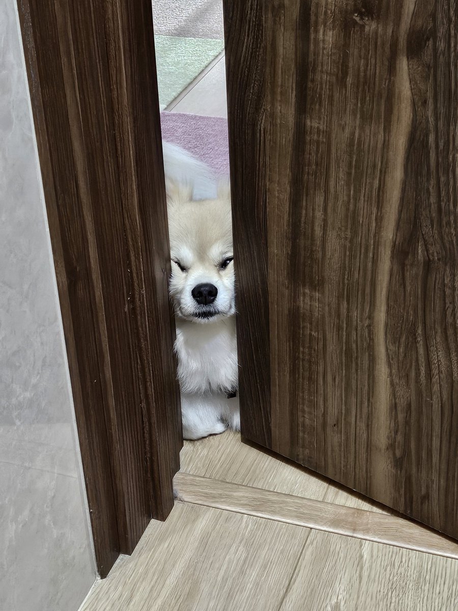 ずっとこの顔で覗いてくるんだけど