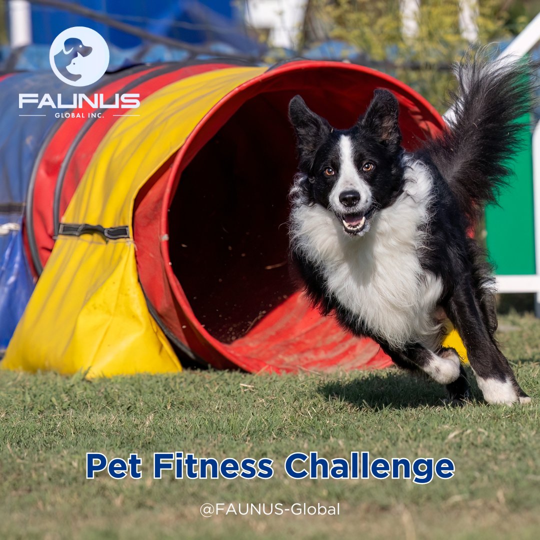 FAUNUS_FNS's tweet photo. Keep your pet healthy and active! Join our Pet Fitness Challenge and share your progress. 

Also, visit👉 https://t.co/Novc0Ud1dQ
Join us at Telegram https://t.co/hSZtg03w2K

#FaunusGlobal #PetFitness #HealthyPets #ActivePets #FitnessChallenge #PetExercise #StayActive https://t.co/sntTu6yytB