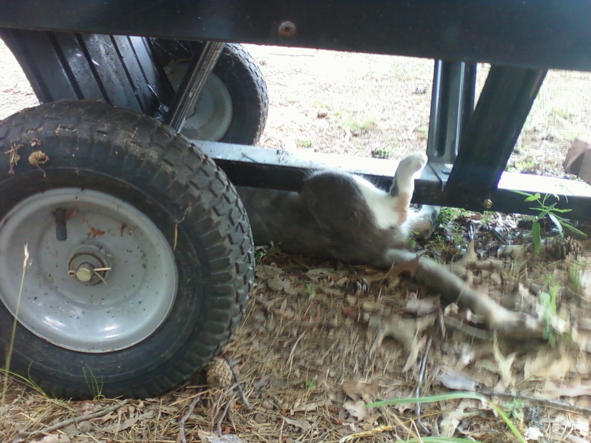 ClintK64's tweet photo. Trailer mechanics #NewTricksForPets https://t.co/xLBlUGkvql
