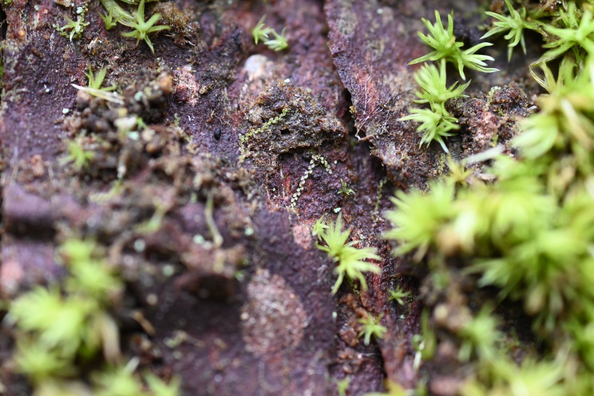 #コクサリゴケ

たぶん。。。
ぐぬぬぬ、小さい