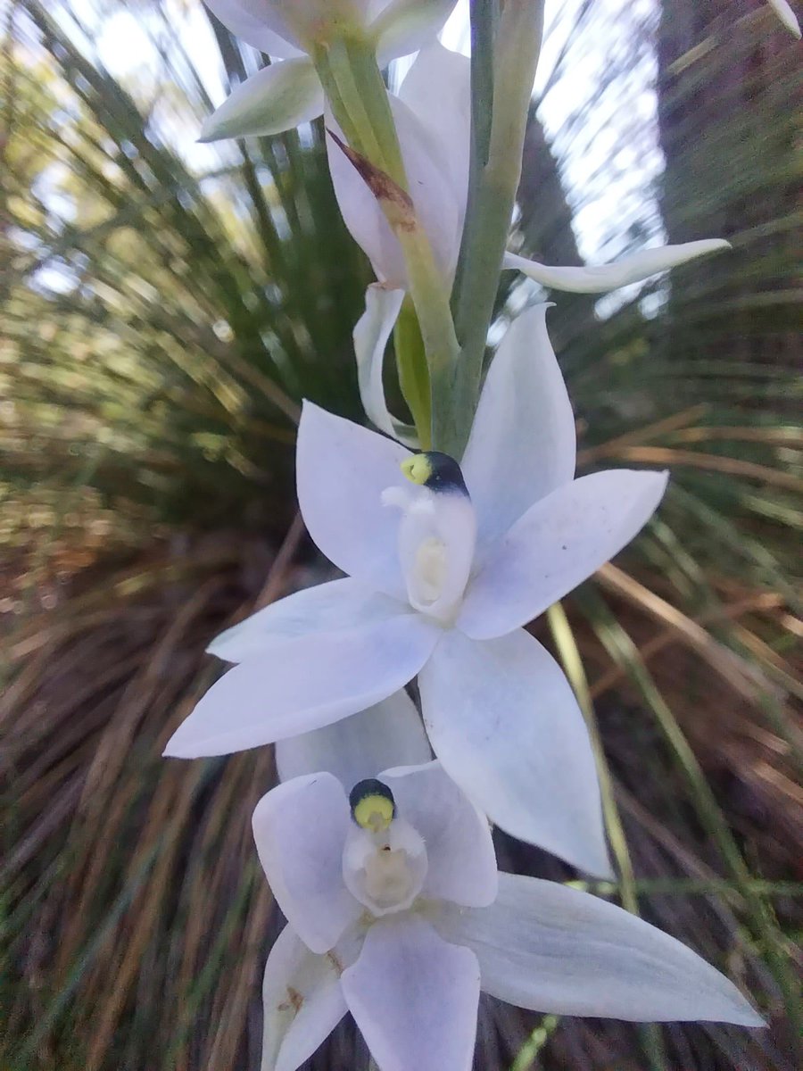 DanielaSkakka's tweet photo. Love the #colour variation and scent of #Thelymitra macrophilla, blue scented #orchid #scent #orchidee #waflora #flora #orchids #ozflora #biodiversity #westernaustralia @aromatisi https://t.co/SBwUP7dD5g