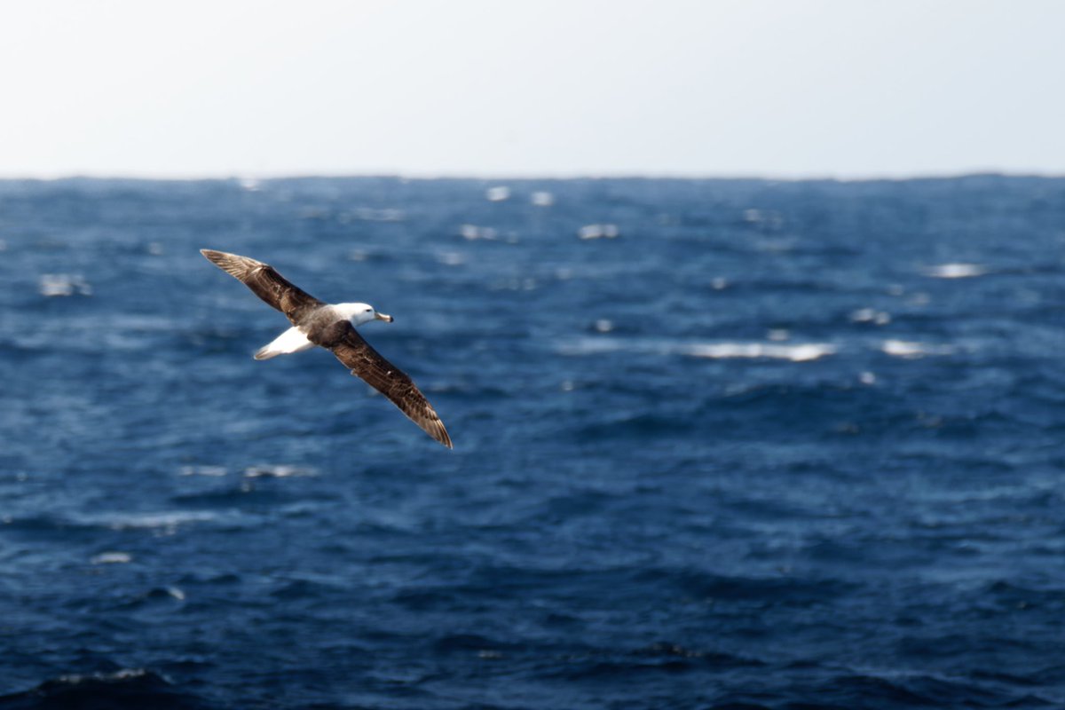 Max Licht tweet media