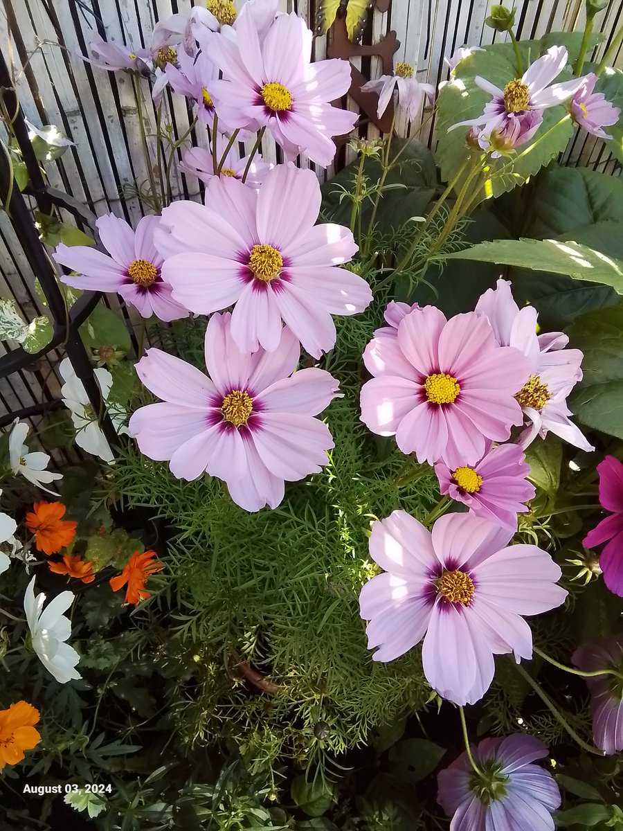 Have a lovely Monday everyone #cosmos