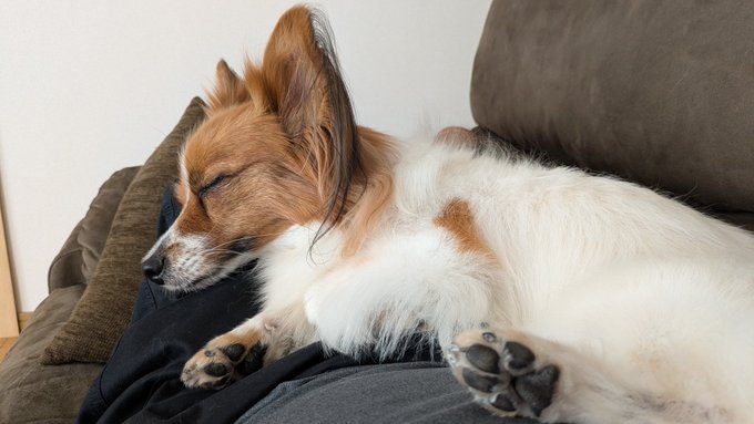 トリミングでお疲れの犬 