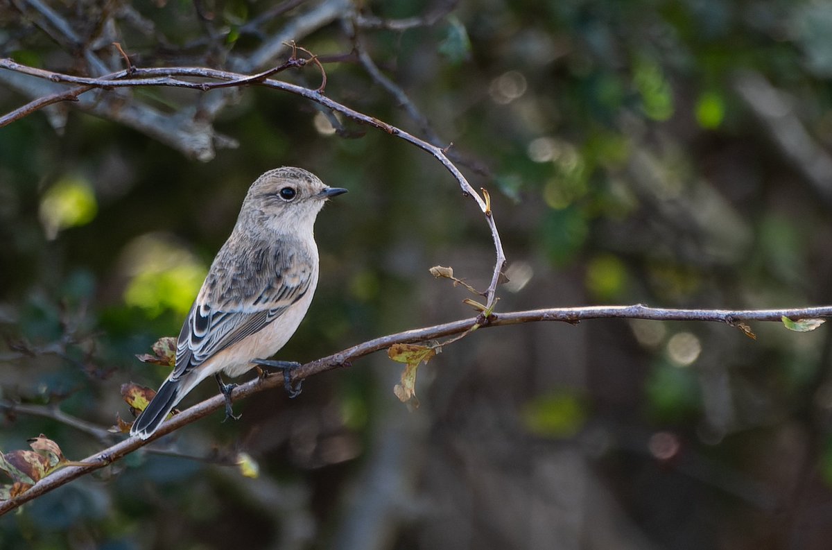 Jacob Spinks (@sbo_jason) on Twitter photo This Siberian Stonechat, along North Dykes on Saturday was <a href="/CharlotteFoote5/">Charlotte Foote, now on Bluesky</a> third new bird of the day, after having mega views of Arctic Warbler at Spurn and then Pale-legged Leaf Warbler at Bempton, which was a surprisingly well behaved bird, showing well on multiple occasions! This Siberian Stonechat, along North Dykes on Saturday was <a href="/CharlotteFoote5/">Charlotte Foote, now on Bluesky</a> third new bird of the day, after having mega views of Arctic Warbler at Spurn and then Pale-legged Leaf Warbler at Bempton, which was a surprisingly well behaved bird, showing well on multiple occasions!
