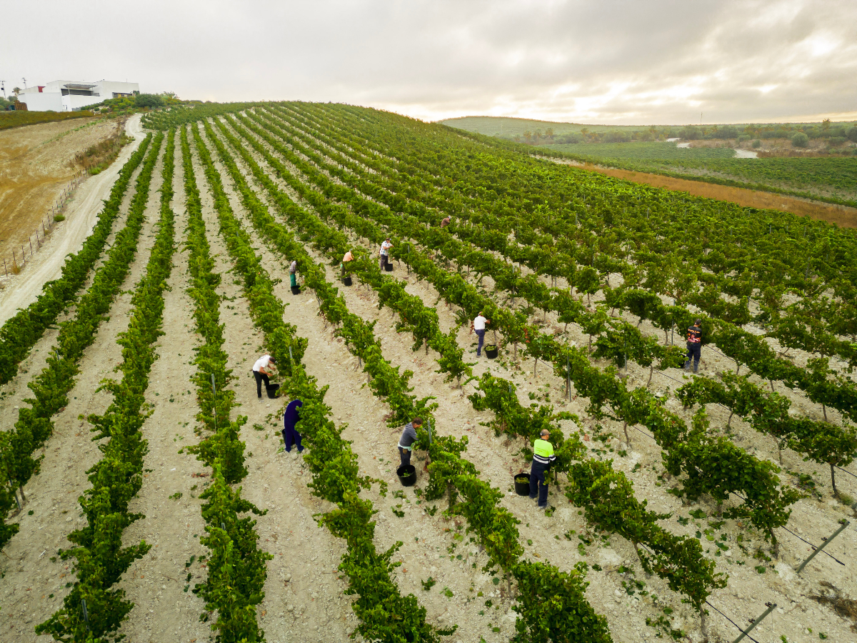 TurismoJerez's tweet photo. Sumérgete en la cultura del vino durante tu visita a Jerez.

Participa en catas maridadas y pasea entre viñedos. Experiencias sensoriales únicas.

https://t.co/0tmbvtoWb6

#turismojerez #alwaysjerez #jerezsiempre #sherrywines https://t.co/IbQBmeyuqa