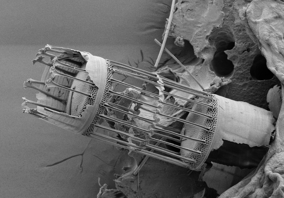 Astropierre tweet media