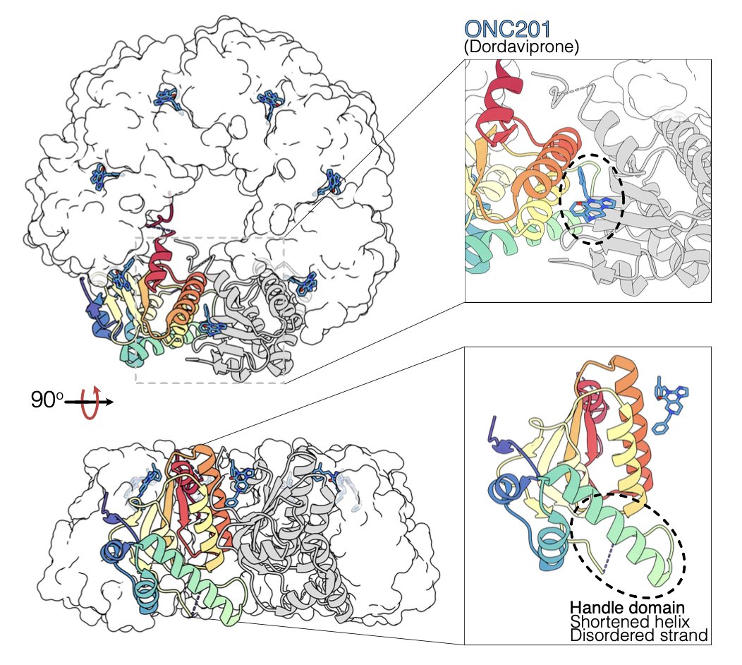 Vahidi Lab@UofGuelph 🇨🇦 (@vahidilab) on Twitter photo 1/🧵Human ClpP protease is targeted in cancer therapy with the activator ONC201 <a href="/chimerix/">Chimerix, Inc.</a> Yet all structures of ClpP have captured it in its inactive state, even when bound to activators! ClpP is paradoxically activated by inhibitors at low concentrations before inhibition starts 1/🧵Human ClpP protease is targeted in cancer therapy with the activator ONC201 <a href="/chimerix/">Chimerix, Inc.</a> Yet all structures of ClpP have captured it in its inactive state, even when bound to activators! ClpP is paradoxically activated by inhibitors at low concentrations before inhibition starts