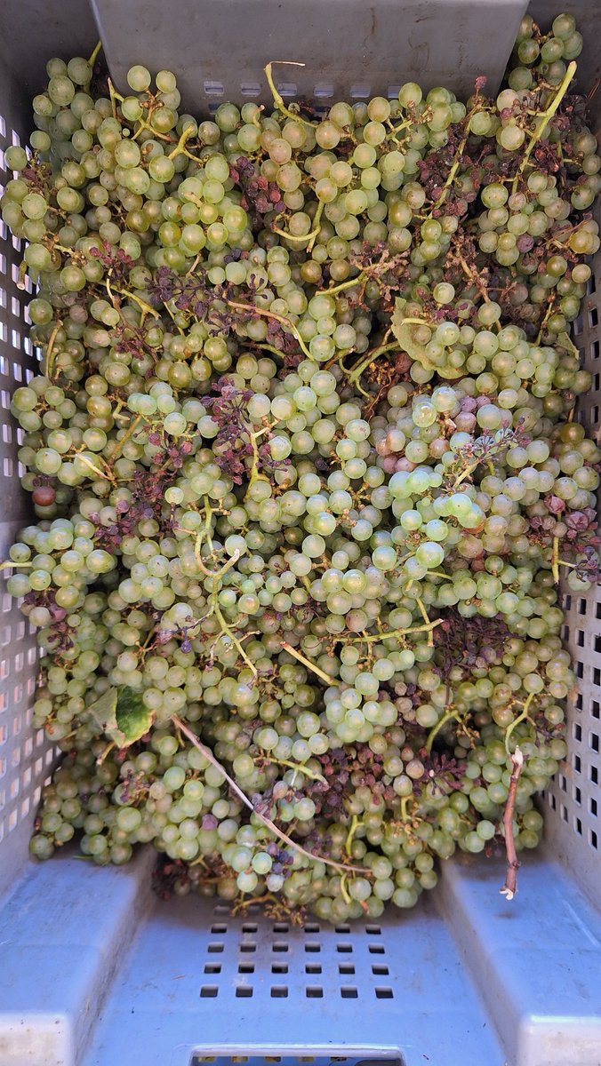 Y para cuando nos hemos dado cuenta, BOOM 💥 ya están aquí las primeras uvas de la Vendimia 2024!