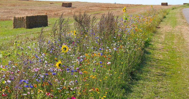 EUauditors's tweet photo. 📣 Special Report OUT NOW: Common Agricultural Policy strategic plans 📗

There is a noticeable gap between the #EU’s environmental and climate targets and the agricultural plans drawn up by EU countries.

Click below for more info and the full report 👇
