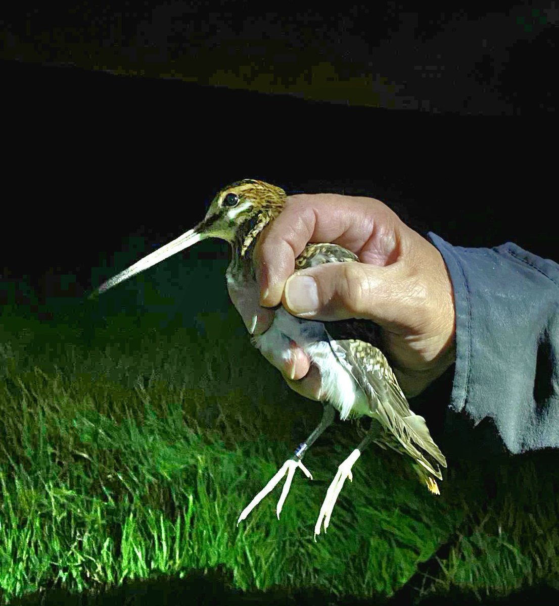 Another dazzling session last night at one of our two main study sites in East Renfrewshire delivered a further 2 Common Snipe, taking the dazzling total since 24th Aug to 15 Commons (incl. 4 retraps - oldest to Dec 2023)